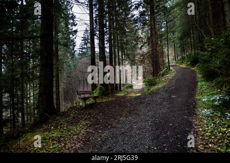 Abandoned Conifer Forest With Narrow Gravel Road Junction In Lower Austria (Waldviertel) In Austria Stock Photo