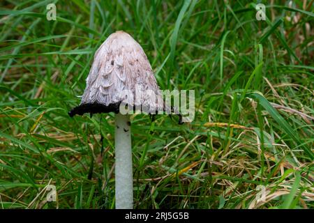 A delinquescing Coprinus comatus fungus in Beacon Wood, Penrith, Cumbria, UK Stock Photo