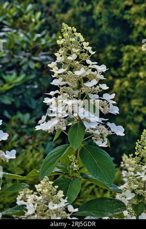 Reinweiße Blüten und Blütenknospen von Hortensia (Hydrangea paniculata Levana) Stockfoto