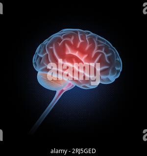 Medizinische Illustration des menschlichen Gehirns Stockfoto