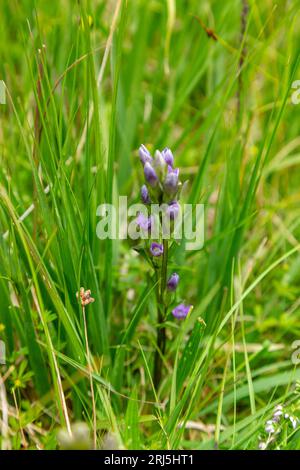 Gentianella Campestris growing in Glen Cannich, highalnds, Scotland Stock Photo