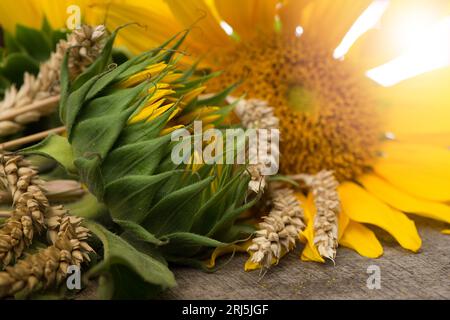 Schöne gelbe Sonnenblume Nahaufnahme. Blauer Hintergrund im Sommer mit selektivem Fokus auf eine Makroaufnahme von Bright Sunflower. Hochwertige Fotos von Blumen. Stockfoto