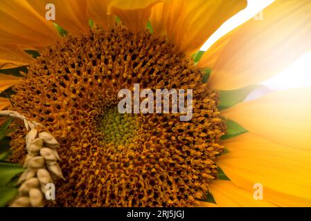 Schöne gelbe Sonnenblume Nahaufnahme. Blauer Hintergrund im Sommer mit selektivem Fokus auf eine Makroaufnahme von Bright Sunflower. Hochwertige Fotos von Blumen. Stockfoto