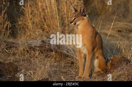 Eine Nahaufnahme eines Caracal Lynx, der auf einem grasbewachsenen Feld wachsam ist Stockfoto