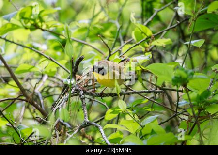 Ein gelber Hals (Geothlypis trichas), der auf einem Zweig auf der Suche nach Nahrung in Wrentham, MA, thront Stockfoto