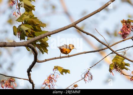 Ein junger junger junger baltimore oriole, der auf einem Baumzweig im DelCarte Conservation Area in Franklin, MA, thront Stockfoto