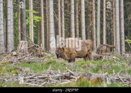 Eine Herde von europäischen Waldbisons, die in einem üppigen grünen Wald umherstreifen und wild in ihrem natürlichen Lebensraum leben Stockfoto