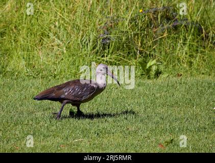 Ein hadeda Ibis, der auf einer grasbewachsenen Wiese spaziert. Bostrychia hagedash. Stockfoto