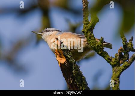 Der Vogel Sitta europaea, auch bekannt als Eurasische Nacktschnecke, ist bereit, vom Baum zu fliegen. Auf der Suche nach Lebensmitteln. Sonniger Sommertag. Tschechische republik Natur. Stockfoto