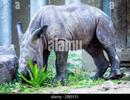 Schwerin, Deutschland. August 2023. Das kleine Nashorn, nur wenige Tage alt, erkundet zum ersten Mal die Außenanlagen des Schweriner Zoos. Weißnashörner leben seit 1981 im Schweriner Zoo, aber nie zuvor hat es mit den Nachkommen funktioniert. Nach 42 Jahren ist ein weibliches Jungtier in die Welt gekommen. Nach einer Tragzeit von 526 Tagen brachte Nashornmama Clara das kleine Nashorn in einer bildperfekten, schnellen Geburt ohne Komplikationen zur Welt. Quelle: Jens Büttner/dpa/Alamy Live News Stockfoto