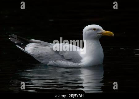 Nahaufnahme einer Möwe, die durch einen ruhigen See gleitet Stockfoto