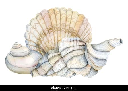 Wasserfarbe Conch Spiral Muschel mit Muschel Illustration in hellgrauen und beigen Farben Stockfoto