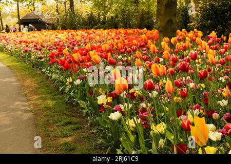 Ein lebendiger Blick auf ein üppiges Feld von roten und gelben Tulpen in voller Blüte, beleuchtet durch das Sonnenlicht Stockfoto