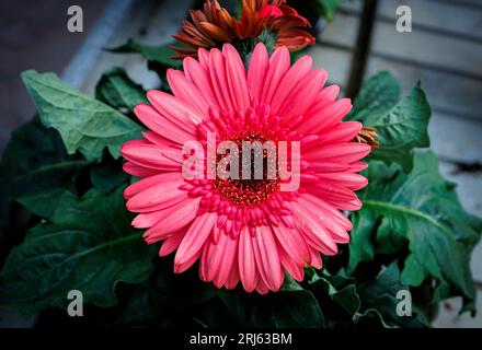 Eine Nahaufnahme eines blühenden rosa Gerbera-Gänseblümchens in einem Gewächshaus Stockfoto