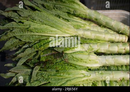 Ein Stapel frischer Kopfsalate, angeordnet in einer Pyramidenform auf einem rustikalen Holzgrund Stockfoto