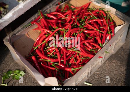 Eine lebhafte Auswahl an frischen roten Paprika, die in einer Schachtel ruhen, und die lebhaften grünen Stängel sorgen für einen auffälligen Kontrast Stockfoto