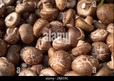 Eine Sammlung von frischen Pilzen, die in einem ordentlichen Kreis auf einer weißen Oberfläche angeordnet sind Stockfoto