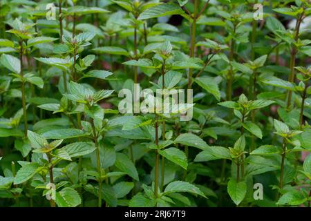 Minze, auch bekannt als Gartenminze, Gemeine Minze, Lammminze und Makrelenminze, ist eine in Europa heimische Minzart, Mentha spicata. Stockfoto