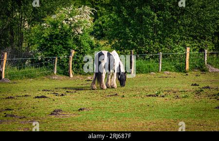 Ein Tinker-Pferd, das an einem sonnigen Tag in einem üppigen grünen Feld in der Nähe eines hölzernen Zauns weidet Stockfoto