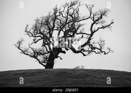 Ein Schwarzweißbild eines einsamen Baumes, der hoch in der Mitte einer Wiese steht Stockfoto