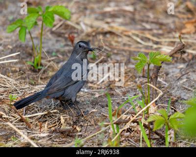 Eine Nahaufnahme eines grauen Catbirds, der bei Tageslicht auf dem Boden thront Stockfoto