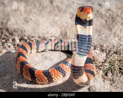 Nahaufnahme einer giftigen Cape Coral Snake (Aspidelaps Lubrius), einer im südlichen Afrika heimischen Art Stockfoto