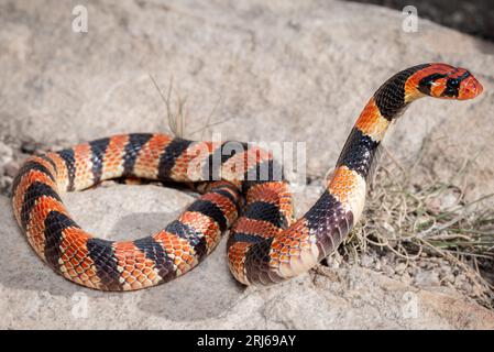 Eine Nahaufnahme einer Cape Coral Snake (Aspidelaps Lubrius), einer giftigen Art aus dem südlichen Afrika Stockfoto