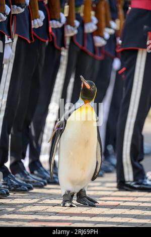 König Pinguin, Sir Nils Olav, inspiziert eine Ehrengarde während einer Zeremonie mit der King's Guard Band und dem Drill Team von Norwegen im Edinburgh Zoo, um König Pinguin, Brigadier Sir Nils Olav, zu seinem neuen Rang zu befördern - Major General Sir Nils Olav III., Baron of the Bouvet Islands. Bilddatum: Montag, 21. August 2023. Stockfoto