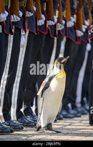 König Pinguin, Sir Nils Olav, inspiziert eine Ehrengarde während einer Zeremonie mit der King's Guard Band und dem Drill Team von Norwegen im Edinburgh Zoo, um König Pinguin, Brigadier Sir Nils Olav, zu seinem neuen Rang zu befördern - Major General Sir Nils Olav III., Baron of the Bouvet Islands. Bilddatum: Montag, 21. August 2023. Stockfoto