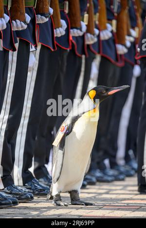 König Pinguin, Sir Nils Olav, inspiziert eine Ehrengarde während einer Zeremonie mit der King's Guard Band und dem Drill Team von Norwegen im Edinburgh Zoo, um König Pinguin, Brigadier Sir Nils Olav, zu seinem neuen Rang zu befördern - Major General Sir Nils Olav III., Baron of the Bouvet Islands. Bilddatum: Montag, 21. August 2023. Stockfoto