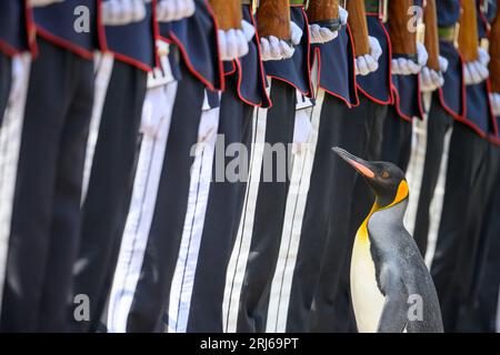 König Pinguin, Sir Nils Olav, inspiziert eine Ehrengarde während einer Zeremonie mit der King's Guard Band und dem Drill Team von Norwegen im Edinburgh Zoo, um König Pinguin, Brigadier Sir Nils Olav, zu seinem neuen Rang zu befördern - Major General Sir Nils Olav III., Baron of the Bouvet Islands. Bilddatum: Montag, 21. August 2023. Stockfoto