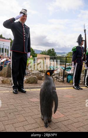 König Pinguin, Sir Nils Olav, inspiziert eine Ehrengarde während einer Zeremonie mit der King's Guard Band und dem Drill Team von Norwegen im Edinburgh Zoo, um König Pinguin, Brigadier Sir Nils Olav, zu seinem neuen Rang zu befördern - Major General Sir Nils Olav III., Baron of the Bouvet Islands. Bilddatum: Montag, 21. August 2023. Stockfoto