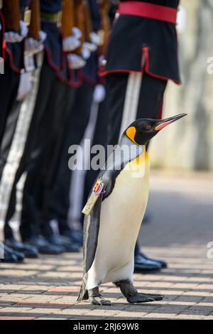 König Pinguin, Sir Nils Olav, inspiziert eine Ehrengarde während einer Zeremonie mit der King's Guard Band und dem Drill Team von Norwegen im Edinburgh Zoo, um König Pinguin, Brigadier Sir Nils Olav, zu seinem neuen Rang zu befördern - Major General Sir Nils Olav III., Baron of the Bouvet Islands. Bilddatum: Montag, 21. August 2023. Stockfoto