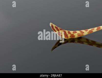 Nahaufnahme gelber Orchideenblätter mit Reflexion auf schwarzer Acrylplatte Stockfoto