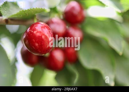 Eine Nahaufnahme einer roten Kirsche, die an einem Baumzweig mit grünen Blättern hängt Stockfoto
