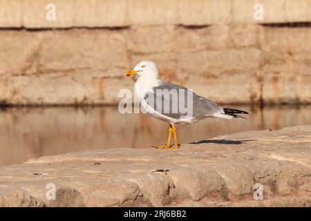 Adulte Gelbbeinmöwe Larus michahellis, die auf der Trennwand einer Salzpfanne ruht. Salina Nature Reserve, Malta, Mittelmeer Stockfoto