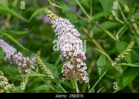 Buddleja davidii Les Kneal (Buddleia-Sorte), bekannt als Schmetterlingsbusch, blüht im August oder Sommer in Großbritannien Stockfoto