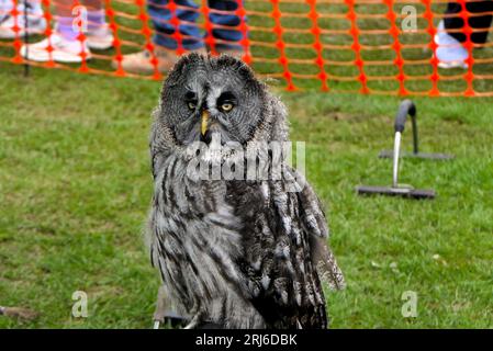 Majestätischer Eulen-Lauch bei der Ashbourne Show, Großbritannien Stockfoto