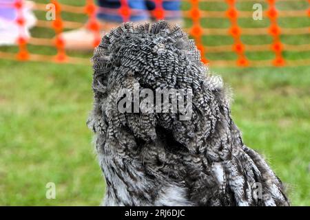 Majestätischer Eulen-Lauch bei der Ashbourne Show, Großbritannien Stockfoto