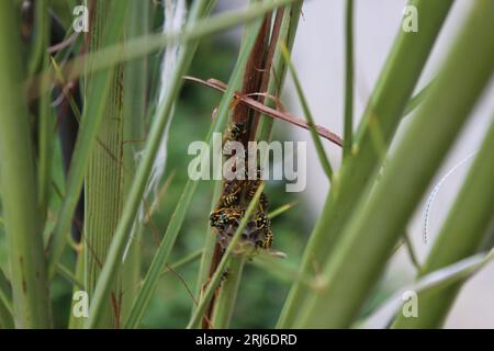 Wespennest, Wespen auf der Palme Stockfoto