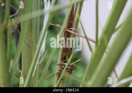 Wespennest, Wespen auf der Palme Stockfoto