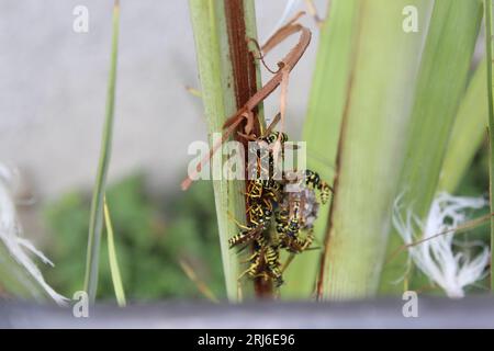 Wespennest, Wespen auf der Palme Stockfoto