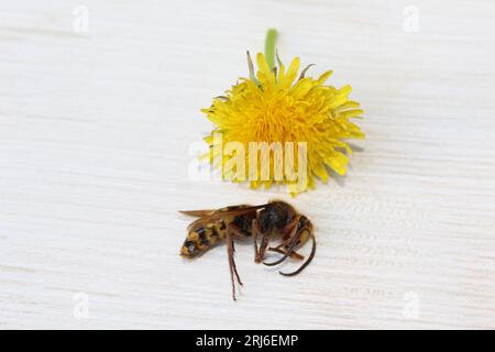 Wespe und Löwenzahn Stockfoto