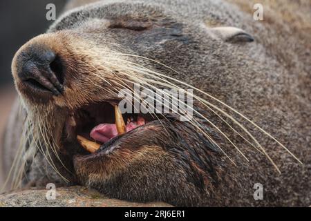 Neuseeländischer Pelzrobben - Arctocephalus forEnergi - schläft mit offenem Mund und zeigt seine großen Eckzähne, rosa Zunge und sehr lange Barthaare. Neuseeland Stockfoto