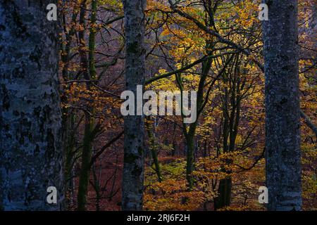 Eine lebhafte Herbstszene mit einem üppigen Wald aus leuchtend gelben Bäumen, mit dichtem Laub auf beiden Seiten Stockfoto