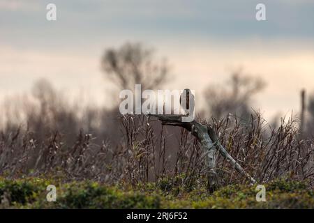 Ein Sumpfweiher - Circus Approximans - steht auf einem alten Baumstumpf, umgeben von seiner natürlichen Umgebung, dem Whangamarino Wetland in Neuseeland Stockfoto
