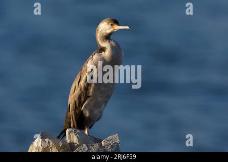 Stictocarbo punctatus - steht auf einem Bein auf den Crocks im Abendlicht an der Kaikoura Küste Neuseelands. Stockfoto