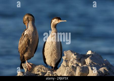 Ein Paar gefleckte Hirsche - Stictocarbo punctatus - auf einem Bein stehend, eine Preening und eine Blicke weg. Abendlicht an der Küste von Kaikoura, Neuseeland. Stockfoto