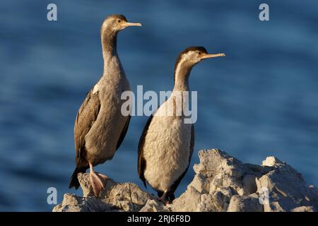 Ein Paar gefleckte Hirsche - Stictocarbo punctatus -, die auf einem Bein auf Felsen stehen und im Abendlicht beide in die gleiche Richtung schauen. Kaikoura Coast NZ Stockfoto