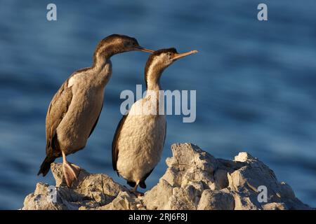 Ein Paar gefleckte Hirsche - Stictocarbo punctatus -, die auf einem Bein stehen, einer predigt das andere. Abendlicht an der Küste von Kaikoura, Neuseeland. Stockfoto